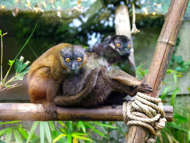 Zoological and botanical park | Mulhouse Alsace - 3