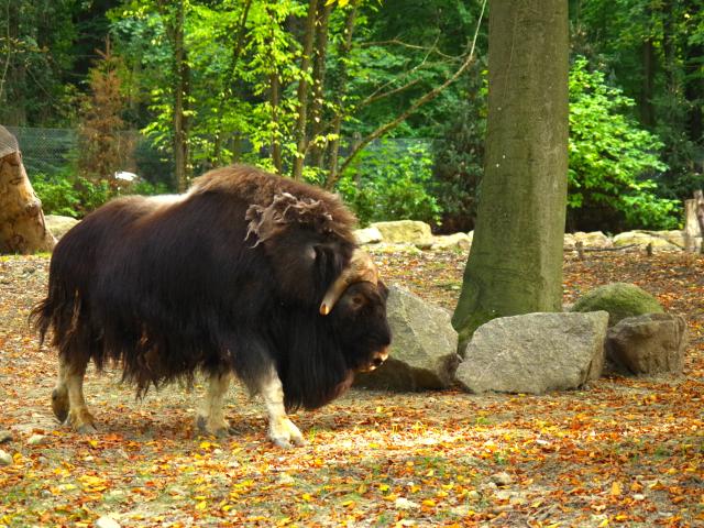 Zoological and botanical park | Mulhouse Alsace - 5