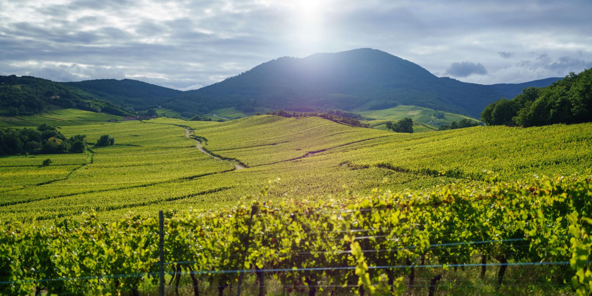 Wine route - Nothalten