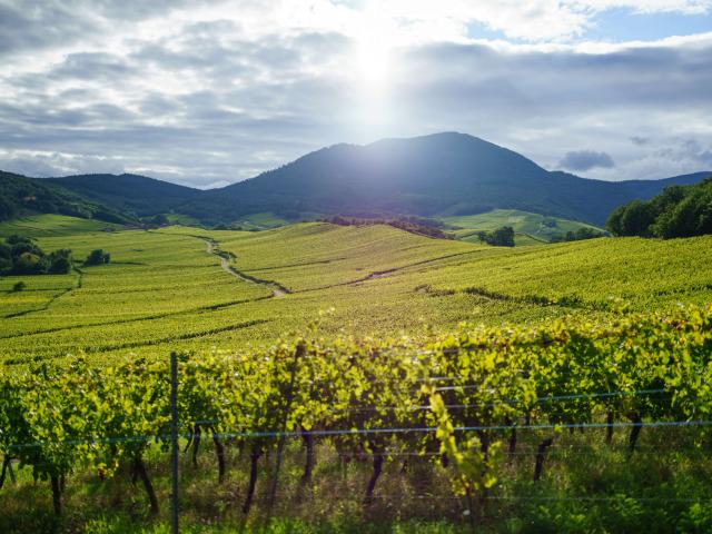 Wine route - Nothalten