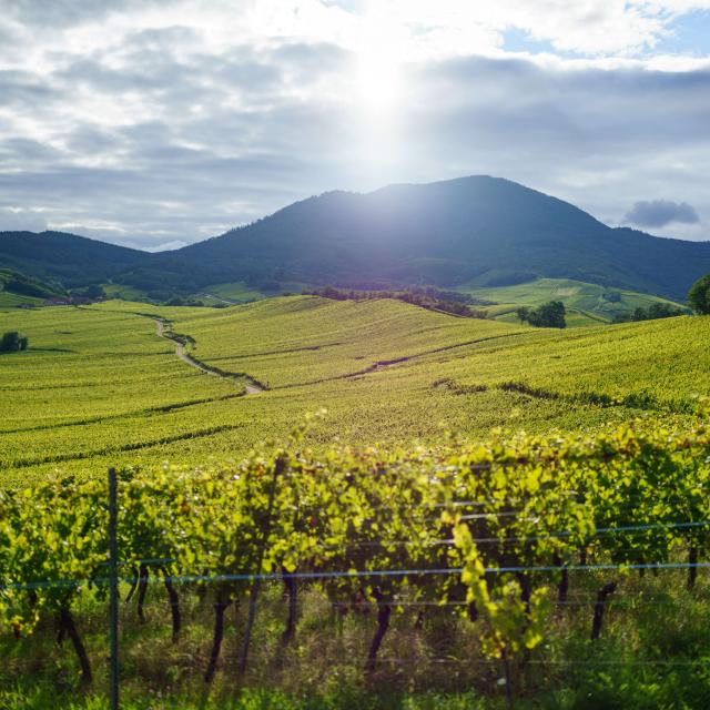 Wine route - Nothalten