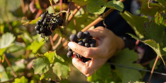 Vignoble à Ottrott
