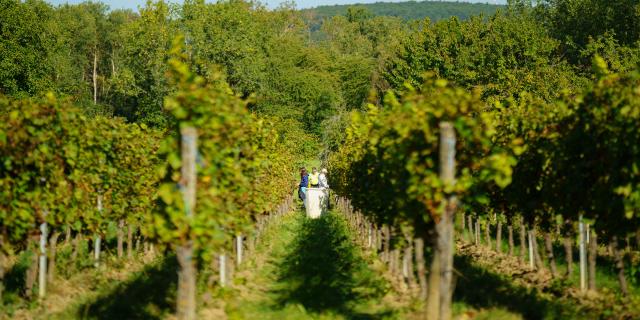 Vignoble à Ottrott