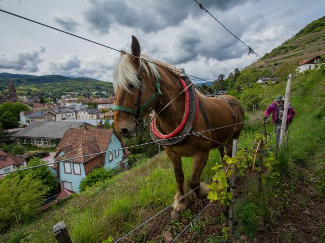 Domaine Dirler-Cadé