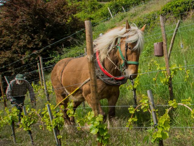 Domaine Dirler-Cadé